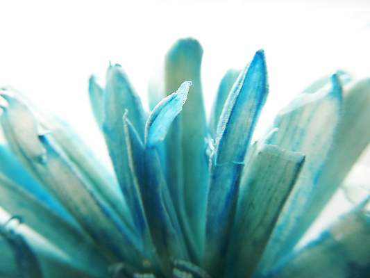 포토 JPG 해외이미지 모양 식물 디자인 계절 꽃잎 꽃 백그라운드 잎 꽃무늬 패턴 자연 벽지 표면 추상 건조 미술 사람없음 장식 초록색 파란색 빛 컬러풀 뷰티 노란색 흰색 우아함 닫기 묘사 오브젝트 질감 공상 내추럴 고립 엘리먼트 취급주의 파스텔톤 해외포토 컬러 컨셉 무늬 모션 문화예술 경고 생태계 파일형식 이미지허브