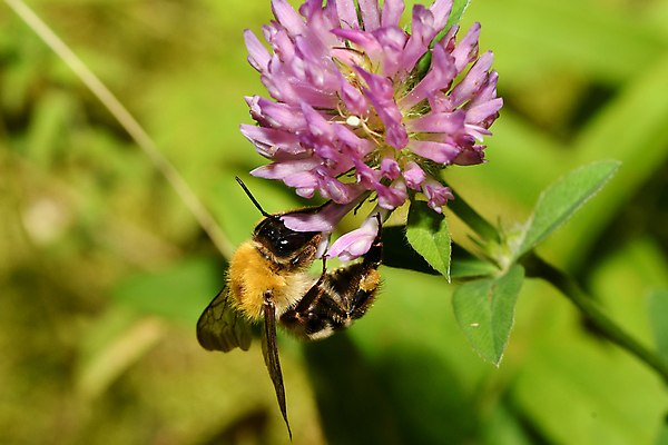 포토 JPG 해외이미지 동물 곤충 날개 자연 사람없음 수분 벌 사냥 식민지 호박벌 해외포토 벌_곤충 생태계 파일형식 이미지허브