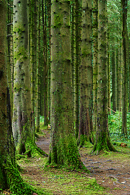 포토 JPG 해외이미지 나무 공원 길 여행 자연 영국 웨일즈 국립공원 이끼 풍경 사람없음 관광지 뷰티 사진촬영 시골 숲 오솔길 나무껍질 내추럴 삼림지대 해외포토 식물 공공시설 유럽 촬영 껍질 생태계 파일형식 이미지허브