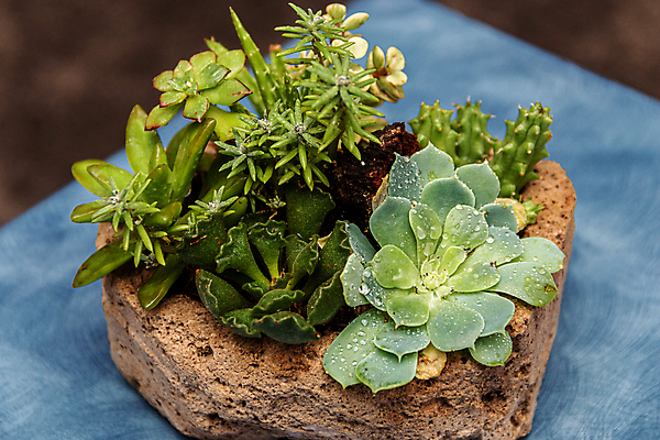 포토 JPG 해외이미지 식물 계절 꽃잎 꽃 백그라운드 잎 패턴 자연 선인장 주택 사람없음 장식 여름 뷰티 환경 정원 보라색 미니어처 사막 껍질 가을 신선 뜨거움 원형 우아함 수집 원예 질감 리빙 내추럴 생태학 심기 영원 정물화 세련 해외포토 도형 교육 컬러 컨셉 무늬 모션 취미 건물 모형 그림 생태계 파일형식 이미지허브