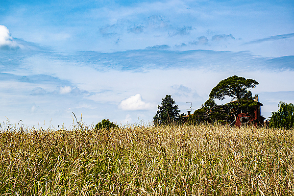 포토 JPG 해외이미지 식물 구름 계절 음식 빵 줄기 백그라운드 밭 농업 자연 하늘 날씨 건조 옥수수 씨앗 풍경 사람없음 야외 여름 파란색 농작물 햇빛 태양 농장 노란색 맑음 활발 수확 성장 시골 황금 낟알 땅 시리얼 밀 장면 밀짚 숙성 호밀 수평선 해외포토 자연요소 산업 컬러 컨셉 곡류 짚 생태계 파일형식 이미지허브
