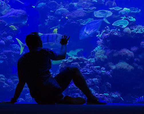 포토 JPG 해외이미지 전신 남자 실루엣 실내 어류 한명 앉기 성인 파란색 수중 수족관 아쿠아리움 손뻗기 성인남자한명만 해외포토 1 컬러 모션 촬영기법 사람 내부 수중동물 남자한명만 성인남자만 파일형식 이미지허브