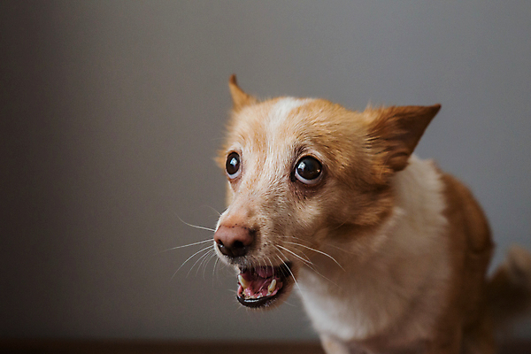 포토 JPG 해외이미지 동물 응시 행복 얼굴 새끼 백그라운드 오렌지 포유류 놀이 사람없음 반려동물 귀여움 게임 개 강아지 작음 나무껍질 고립 미니 해외포토 나무 시선 감정 컨셉 과일 신체부위 껍질 크기 파일형식 이미지허브