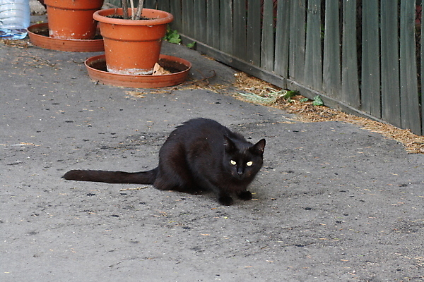 포토 JPG 해외이미지 동물 얼굴 어린이 음식 백그라운드 벤치 포유류 자동차 조류 거리 가면 서기 사람 앉기 사람없음 야외 옆모습 울타리 사무실 뷰티 유행 쌓기 걷기 고양이 방 회색 잠 주차 육식동물 시멘트 먼지 온라인 고립 땅바닥 해외포토 육상교통 뷰포인트 컬러 의자 비즈니스 모션 바닥 신체부위 담장 반려동물 파일형식 이미지허브