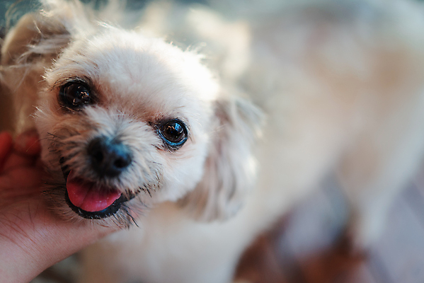 포토 JPG 해외이미지 한마리 손 응시 실내 아웃포커스 신체부위 귀여움 강아지 애견미용 애견미용사 나무배경 믹스견 해외포토 1 시선 백그라운드 컨셉 촬영기법 사람 내부 반려동물 뷰티 개 미용사 파일형식 이미지허브