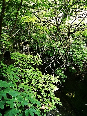 포토 JPG 해외이미지 나무 식물 공원 길 백그라운드 잎 인터넷 벤치 가족 자국 자연 코끼리 관리 서기 사람 사람없음 야외 목재 초록색 물 사무실 걷기 정원 군중 숲 큼 먼지 지역 고립 많음 해외포토 자연요소 공공시설 컬러 컨셉 의자 비즈니스 재료 포유류 관계 모션 크기 생태계 파일형식 이미지허브