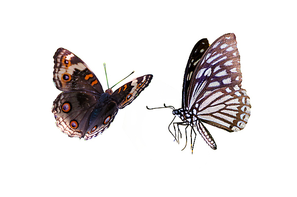 포토 JPG 해외이미지 동물 야생동물 나비 곤충 백그라운드 패턴 날개 오렌지 자연 생물 안테나 3 선물 사람없음 빨간색 여름 파란색 빛 컬러풀 뷰티 노란색 검은색 봄 활발 흰색 축하 닫기 벌레 편지 수집 싱글 내추럴 고립 동물상 무료 해외포토 계절 컬러 컨셉 무늬 과일 통신 모션 조형물 생태계 파일형식 이미지허브