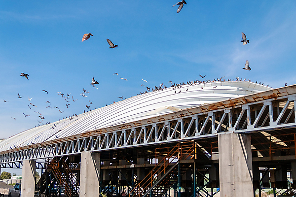 포토 JPG 해외이미지 동물 아시아 분홍색 여행 곡선 오렌지 태국 자연 조류 하늘 종류 사람없음 야외 물 노란색 환경 검은색 동남아시아 흰색 악단 끝 큼 깃털 부리 물새 서식지 황새 해외포토 자연요소 나라 선 음악 컬러 과일 크기 생태계 파일형식 이미지허브