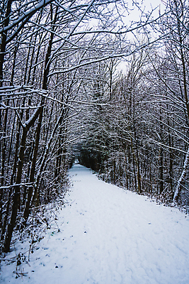 포토 JPG 해외이미지 나무 계절 조각 이동 잎 크리스마스 겨울 자연 하늘 날씨 사람없음 야외 목재 초록색 물 강 농장 걷기 얼음 축제 침묵 놀람 하이킹 추위 흰색 나뭇가지 시골 시원함 오솔길 호기심 질감 서리 솜털 사이클링 삼림지대 해외포토 자연요소 식물 기념일 감정 길 컬러 컨셉 농업 재료 모션 레저 표정 소리 숲 육상스포츠 생태계 파일형식 이미지허브