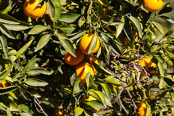 포토 JPG 해외이미지 나무 식물 계절 유럽 음식 섬 백그라운드 잎 농업 오렌지 과일 아프리카 자연 귤 건강 사람없음 야외 초록색 여름 농작물 농장 정원 주스 수확 성장 가을 나뭇가지 신선 스페인 달콤 유기농 질감 내추럴 밭일 숙성 해외포토 웰빙 나라 산업 음료 컬러 맛 생태계 파일형식 이미지허브