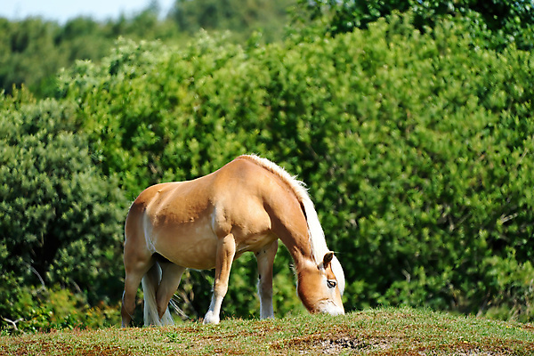 포토 JPG 해외이미지 동물 야생동물 백그라운드 포유류 자연 국립공원 풍경 사람없음 야외 농장 갈색 머리 자유 시골 황무지 승마 보호 방목 모피 갈기 조랑말 서식지 내추럴 기르기 다트무어 찰과상 해외포토 공원 스포츠 컬러 컨셉 농업 신체부위 말 축산업 상처 생태계 돌봄 파일형식 이미지허브