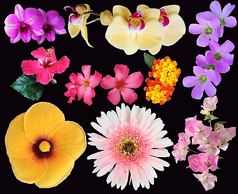포토 JPG 해외이미지 식물 계절 꽃잎 꽃 꽃무늬 자연 국화 사람없음 세트 컬러풀 뷰티 정원 스파 중국 봄 벚꽃 신선 개화 그룹 난초 수집 데이지 거베라 모음 내추럴 고립 꽃수술 이국적 히비스커스 해외포토 아시아 컬러 무늬 한글 생태계 파일형식 이미지허브