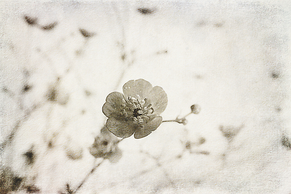 포토 JPG 해외이미지 식물 계절 꽃 백그라운드 밭 사람없음 장식 여름 작음 수집 무료 오리지널 해외포토 농업 크기 파일형식 이미지허브