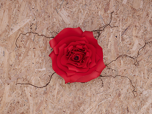 포토 JPG 해외이미지 식물 디자인 기념일 꽃잎 꽃 행복 결혼 백그라운드 컨셉 잎 꽃무늬 패턴 자연 발렌타인데이 선물 사랑 사람없음 목재 빨간색 초록색 뷰티 장미 우주 봄 활발 수확 벚꽃 흰색 축하 인사 신용카드 생일 다발 배열 싱글 고립 해외포토 나무 계절 감정 컬러 무늬 농업 재료 데이이벤트 이벤트 금융 예절 생태계 파일형식 이미지허브