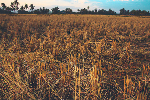 포토 JPG 해외이미지 나무 식물 계절 잎 밭 농업 자연 날씨 건조 씨앗 사람 풍경 사람없음 야외 농작물 농장 농경지 환경 시골 시리얼 질감 가뭄 지구온난화 밀짚 내추럴 기후변화 밭일 생태학 재앙 세련 해외포토 교육 산업 음식 변화 짚 생태계 파일형식 이미지허브