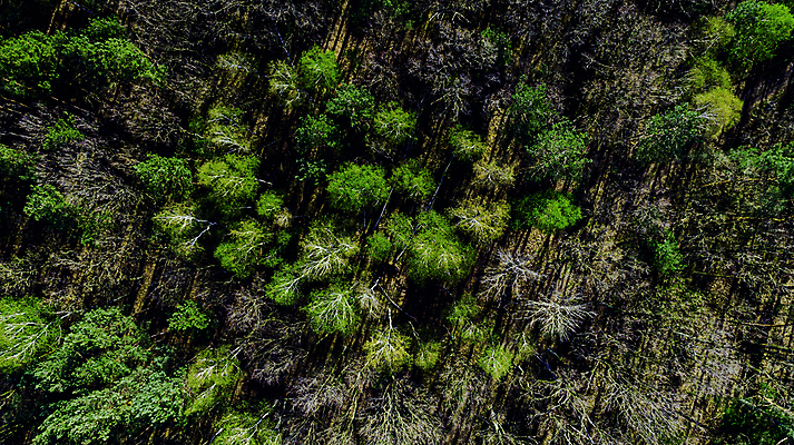 포토 JPG 해외이미지 나무 계절 공원 백그라운드 잎 패턴 자연 프레임 안테나 풍경 사람없음 야외 목재 초록색 여름 환경 봄 시골 소나무 황무지 정상 숲 머리위 내추럴 넘어짐 드론 가문비나무 해외포토 식물 공공시설 컬러 무늬 재료 통신 모션 생태계 파일형식 이미지허브