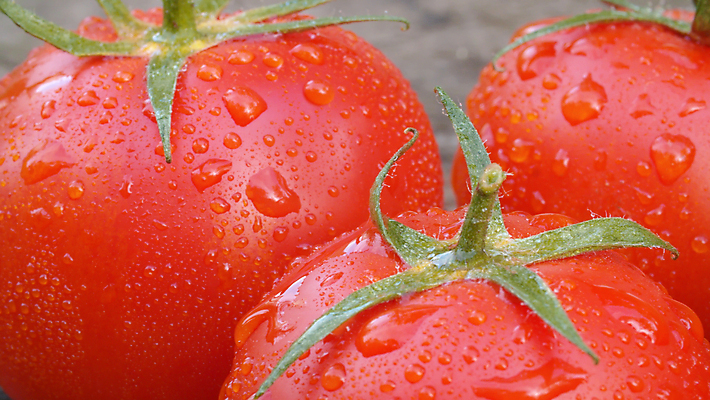 포토 JPG 해외이미지 식물 음식 농업 토마토 채소 자연 탁자 건강 사람없음 목재 빨간색 물 정원 젖음 물방울 신선 유기농 내추럴 숙성 채식주의자 해외포토 자연요소 나무 웰빙 산업 컬러 가구 재료 생태계 채식 파일형식 이미지허브