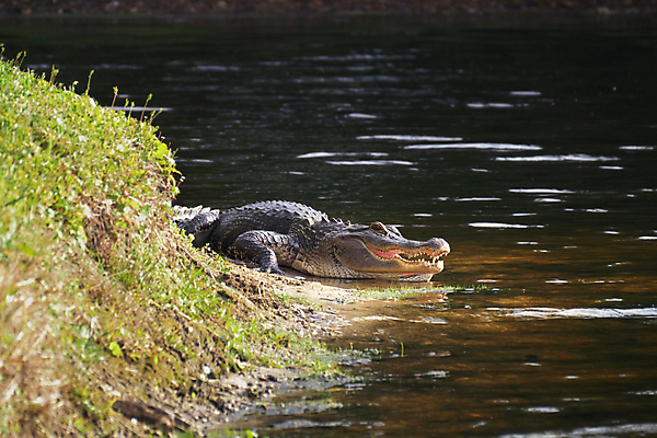 포토 JPG 해외이미지 동물 응시 야생동물 파충류 자연 휴식 친절 사람없음 물 강 머리 환경 미국 입 치아 습지 위험 피부 육식동물 악어 서식지 턱 내추럴 거짓말 동물상 마이애미 플로리다 해외포토 자연요소 시선 컨셉 북아메리카 신체부위 조형물 소화기관 생태계 파일형식 이미지허브