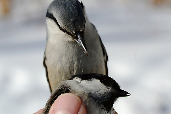 포토 JPG 해외이미지 동물 조류 사람없음 견과류 덩굴 깃털 부리 참새 해외포토 식물 파일형식 이미지허브