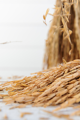 포토 JPG 해외이미지 식물 꽃 음식 백그라운드 패턴 농업 재료 태국 자연 탁자 밥 건조 건강 씨앗 사람없음 목재 여름 농작물 갈색 노란색 일본 수확 흰색 시골 황금 닫기 낟알 밀 다발 유기농 질감 날것 귀 내추럴 고립 숙성 해외포토 나무 웰빙 계절 산업 아시아 컬러 가구 무늬 모션 곡류 신체부위 생태계 파일형식 이미지허브