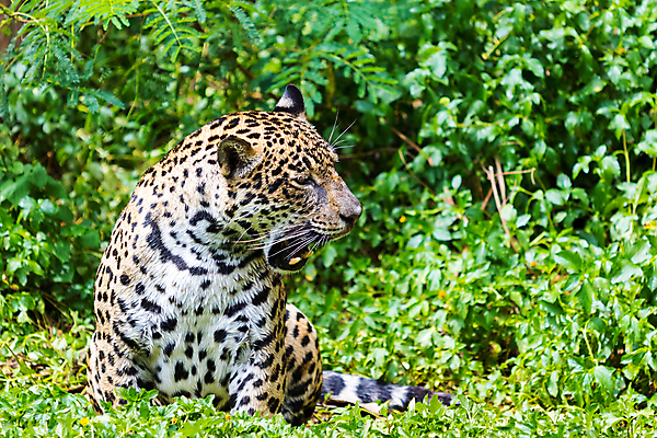 포토 JPG 해외이미지 동물 호수 야생동물 줄기 패턴 오렌지 포유류 자연 놀이 동물원 사람없음 초록색 물 뷰티 수영 고양이 줄무늬 젖음 연못 호랑이 위험 큼 사냥 육식동물 사냥꾼 노려봄 시베리아 재규어 해외포토 자연요소 식물 직업 컬러 컨셉 무늬 과일 표정 반려동물 수상스포츠 크기 생태계 파일형식 이미지허브