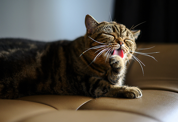 포토 JPG 해외이미지 동물 응시 얼굴 음식 백그라운드 포유류 자연 수염 털 성인 사람없음 반려동물 고양이 희망 흰색 닫기 맛 핥기 작음 모피 혀 배고픔 입술 얼룩무늬 솜털 내추럴 고립 그루밍 해외포토 시선 감정 컬러 컨셉 무늬 모션 사람 신체부위 입 크기 생태계 파일형식 이미지허브