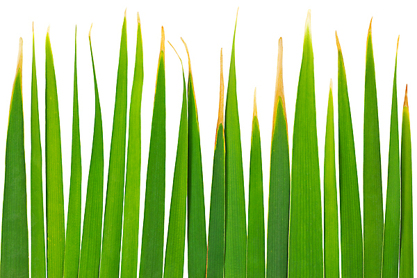 포토 JPG 해외이미지 식물 줄기 백그라운드 잎 자연 지팡이 갈대 사람없음 초록색 갈색 환경 흰색 연못 습지 큼 다발 내추럴 고립 해외포토 컬러 크기 생태계 파일형식 이미지허브