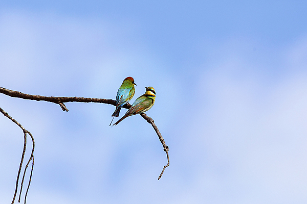 포토 JPG 해외이미지 모래 곤충 백그라운드 무지개 날개 조류 종류 앉기 해변 사람없음 빨간색 초록색 파란색 컬러풀 햇빛 노란색 검은색 줄무늬 호주 둥지 숲 작음 제비꽃 깃털 꼬리 지역 서식지 계산서 고립 땅바닥 해외포토 자연요소 동물 꽃 바다 컬러 무늬 모션 바닥 태양 오세아니아 크기 파일형식 이미지허브