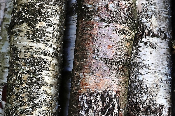 포토 JPG 해외이미지 나무 디자인 벽 백그라운드 패턴 건축양식 자연 표면 날씨 추상 바닥 주택 사람없음 목재 울타리 갈색 쌓기 문 어둠 공백 수확 골동품 판넬 거친 널 낟알 장작 질감 복고 대문 통나무 흙더미 내추럴 구식 수목 옛날 카피스페이스 해외포토 식물 건축 컬러 무늬 농업 재료 모션 건물 담장 흙 생태계 파일형식 더미 이미지허브