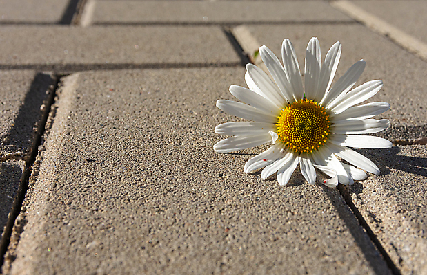 포토 JPG 해외이미지 식물 계절 꽃 컨셉 꽃무늬 포장 자연 사람없음 여름 햇빛 노란색 정원 봄 흰색 신선 센터 싱글 원예 데이지 시멘트 거짓말 카피스페이스 해외포토 컬러 무늬 취미 태양 공백 생태계 파일형식 이미지허브