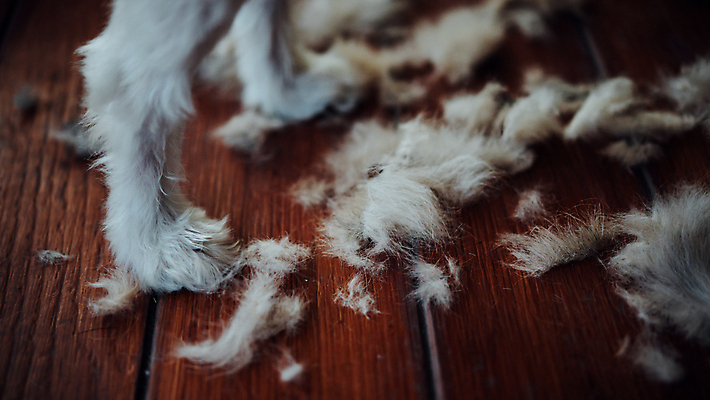 포토 JPG 해외이미지 한마리 털 실내 사람없음 귀여움 강아지 개발 애견미용 나무배경 믹스견 해외포토 1 백그라운드 컨셉 내부 반려동물 뷰티 개 파일형식 이미지허브