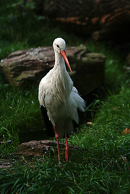 포토 JPG 해외이미지 동물 조류 사람없음 검은색 흰색 보호 큼 수줍음 깃털 멸종 황새 해외포토 감정 컬러 컨셉 크기 파일형식 이미지허브