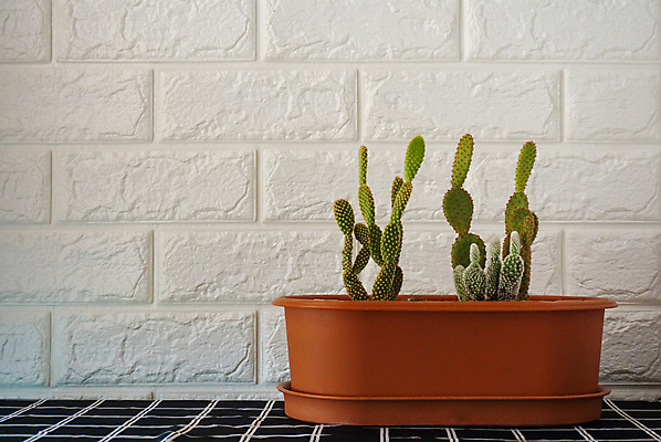 포토 JPG 해외이미지 나무 식물 꽃 화초 백그라운드 잎 농업 채소 자연 멕시코 선인장 주택 건조 실내 사람없음 야외 빨간색 초록색 노란색 정원 봄 사막 성장 흰색 신선 가시 척추 유기농 날카로움 스파이크 무화과 내추럴 숙성 이국적 해외포토 웰빙 계절 산업 컬러 북아메리카 과일 뼈 내부 건물 생태계 파일형식 이미지허브