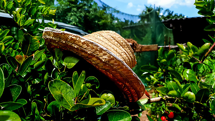 포토 JPG 해외이미지 바다 백그라운드 휴가 휴식 집게 손바닥 사람없음 야외 가로 여름 파란색 컬러풀 햇빛 태양 뷰티 유행 스크린 수확 흰색 직물 닫기 호주 보호 빨랫줄 자르기 싱글 휴양지 밀짚모자 데이지 심플 강렬 웅장함 스타일 수평선 카피스페이스 미니멀리스트 미니멀 해외포토 자연요소 모자_잡화 손 계절 꽃 줄 컬러 컨셉 농업 모션 공백 장소 오세아니아 파일형식 이미지허브