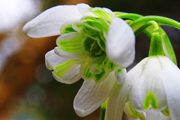 포토 JPG 해외이미지 식물 1 꽃잎 꽃 백그라운드 잎 겨울 꽃무늬 밭 자연 새로움 사람없음 초록색 정원 봄 성장 벚꽃 흰색 신선 개화 숲 심볼 보케 화단 내추럴 떠남 블러 스노드롭 헌병 해외포토 계절 컬러 컨셉 무늬 농업 모션 군인 생태계 파일형식 이미지허브