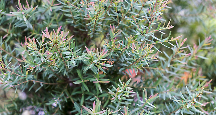 포토 JPG 해외이미지 나무 식물 계절 줄기 백그라운드 잎 농업 자연 주택 사람없음 야외 장식 초록색 여름 뷰티 정원 성장 나뭇가지 신선 내추럴 블러 해외포토 산업 컬러 건물 생태계 파일형식 이미지허브