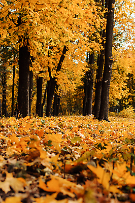 포토 JPG 해외이미지 백그라운드 낙엽 단풍나무 풍경 사람없음 야외 노란색 가을 숲 해외포토 나무 계절 컬러 단풍 잎 파일형식 이미지허브