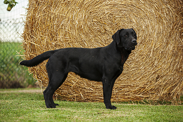 포토 JPG 해외이미지 동물 백인 1 응시 공원 여자 행복 포즈 백그라운드 포유류 자연 사람 앉기 성인 사람없음 야외 반려동물 노란색 우정 흰색 표현 개 리트리버 강아지 래브라도리트리버 송곳니 고립 기르기 동반자 유래 해외포토 서양인 시선 공공시설 감정 컬러 모션 친구 치아 생태계 돌봄 파일형식 이미지허브