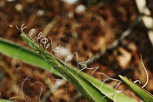 포토 JPG 해외이미지 모양 식물 디자인 백그라운드 잎 패턴 자연 풍경 사람없음 장식 초록색 햇빛 활발 흰색 우아함 전기에너지 묘사 상록수 얇은 특별함 필라멘트 환상 많음 해외포토 컬러 컨셉 무늬 태양 에너지 생태계 파일형식 이미지허브