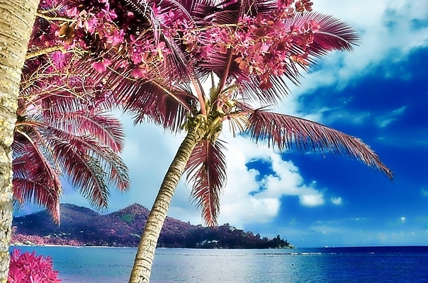 포토 JPG 해외이미지 구름 바다 분홍색 섬 하늘 사람없음 야외 야자수 세이셸 야자수잎 해외포토 자연요소 나무 컬러 잎 아프리카 파일형식 이미지허브