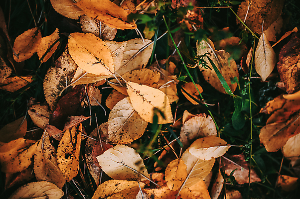 포토 JPG 해외이미지 백그라운드 낙엽 풍경 사람없음 갈색 가을 풀 해외포토 식물 계절 컬러 잎 파일형식 이미지허브