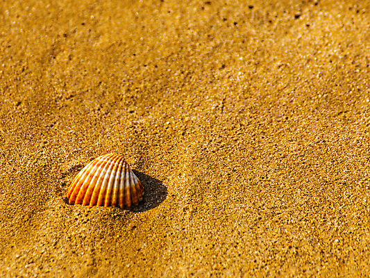포토 JPG 해외이미지 디자인 모래 파도 바다 섬 여행 백그라운드 패턴 휴가 조개 휴식 풍경 해변 사람없음 야외 물 여름 파란색 햇빛 태양 뷰티 맑음 거품 껍질 황금 소라 휴양지 질감 내추럴 이국적 특별함 파라다이스 카피스페이스 해외포토 자연요소 계절 컬러 컨셉 무늬 날씨 어패류 공백 장소 파일형식 이미지허브