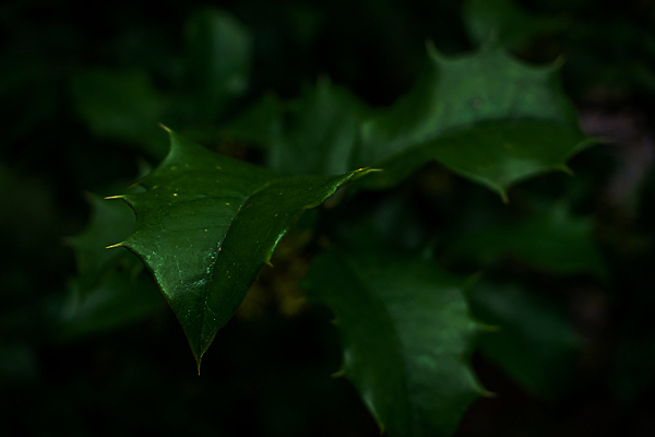 포토 JPG 해외이미지 전통 디자인 계절 행복 종교 컨셉 잎 크리스마스 공 자연 휴가 프레임 선물 사람없음 장식 가로 빨간색 초록색 빛 컬러풀 축제 화환 흰색 나뭇가지 축하 인사 못 화려 막대기 가시 플러그 전기에너지 12월 심볼 오브젝트 기회 날카로움 광택 상록수 진짜 해외포토 나무 식물 기념일 꽃 감정 컬러 에너지 공구 예절 날짜 생태계 파일형식 이미지허브