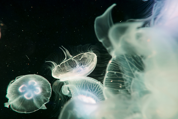 포토 JPG 해외이미지 여러마리 사람없음 바닷속 수중동물 자포동물 소프트포커스 해파리 해외포토 동물 다수 촬영기법 수중 파일형식 이미지허브