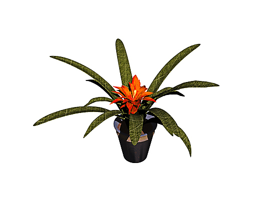 포토 JPG 해외이미지 식물 꽃 화분 사람없음 초록색 갈색 사발 해외포토 컬러 사기그릇 파일형식 이미지허브