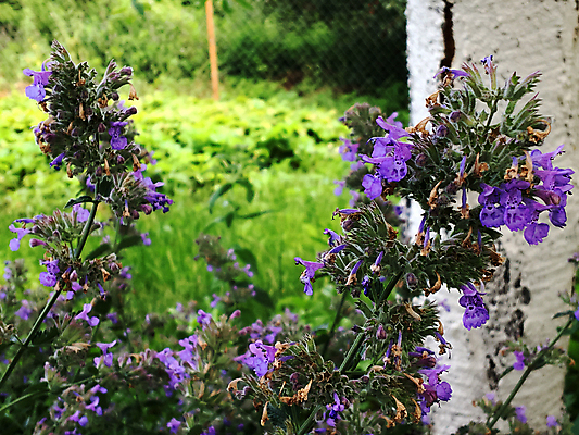 포토 JPG 해외이미지 식물 계절 공원 꽃잎 꽃 꽃다발 결혼 잎 꽃무늬 밭 자연 발렌타인데이 선물 풍경 사람없음 장식 초록색 여름 뷰티 정원 봄 성장 벚꽃 개화 정상 다발 질감 향기 냄새 아로마 악취 내추럴 구성 해외포토 공공시설 컬러 무늬 농업 데이이벤트 이벤트 생태계 파일형식 이미지허브