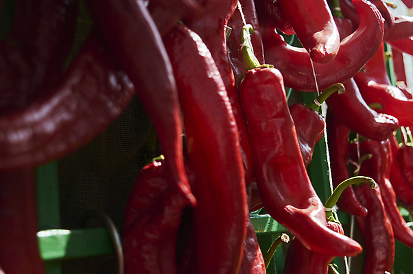 포토 JPG 해외이미지 전통 꽃 유럽 줄 벤치 주택 건조 매달리기 그림자 사람없음 장식 빨간색 햇빛 우주 정원 맑음 화환 성장 흰색 시골 오픈 뜨거움 양념 그룹 닫기 다발 향신료 지역 향료 후추 칠레 셔터 밭일 특별함 많음 해외포토 식물 나라 컬러 컨셉 의자 모션 날씨 건물 태양 남아메리카 향기 냄새 향미료 파일형식 이미지허브