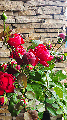 포토 JPG 해외이미지 식물 계절 공원 꽃잎 꽃 벽 꽃다발 곤충 백그라운드 잎 밭 공 자연 벽지 따뜻함 선물 사람없음 장식 물 빛 뷰티 장미 정원 봄 회색 벚꽃 흰색 신선 뜨거움 투명 맛 수집 질감 향기 냄새 엽서 꽃가루 꿀 흙더미 비네팅 용량 정물화 해외포토 자연요소 동물 공공시설 컬러 컨셉 농업 촬영기법 흙 가루 편지 그림 생태계 파일형식 더미 이미지허브