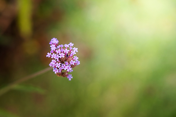 포토 JPG 해외이미지 식물 디자인 계절 꽃잎 꽃 분홍색 꽃다발 백그라운드 꽃무늬 패턴 자연 사람없음 초록색 여름 컬러풀 뷰티 보라색 봄 성장 벚꽃 신선 질감 만들기 내추럴 해외포토 컬러 무늬 모션 생태계 파일형식 이미지허브