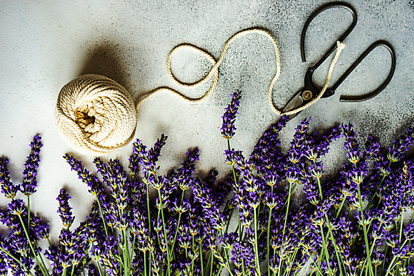 포토 JPG 해외이미지 꽃 실내 사람없음 노끈 라벤더 해외포토 식물 줄 내부 허브 파일형식 이미지허브